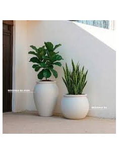 Vaso opaco BEGONIA... 2