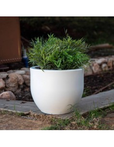 Vaso redondo opaco AZALEA...