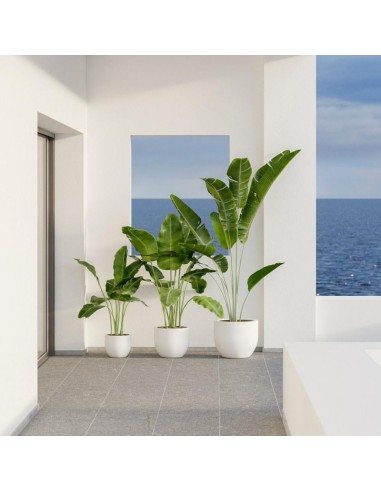 Vaso redondo opaco AZALEA 40 New Garden