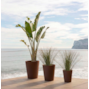 vaso-opaco-gerbera-newgarden-disponivel-em-varios-tamanhos-e-cores