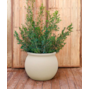 vaso-opaco-begonia-newgarden-disponivel-em-2-cores-e-2-tamanhos